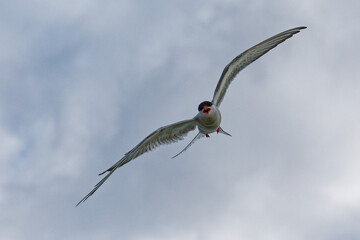 dragonfly in flight