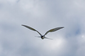 Fototapeta premium bird in flight