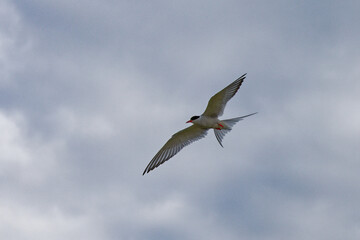 bird flying in the sky
