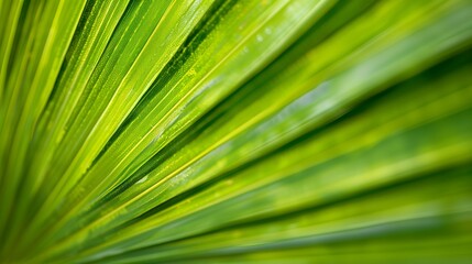 Palm leaf macro photography. Background of palm leaves close up.