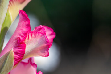 Pink Gladiolus Bloom in a summer garden