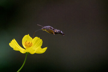 黄色いコスモスの蜜を吸うホウジャク