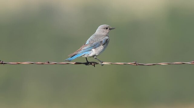 Mountain bluebird (Sialia currucoides) female sitting on a barbwire fence. A migratory small thrush that is found in mountains of western North America. July in South Dakota. Slow-motion, 1/2 natural 