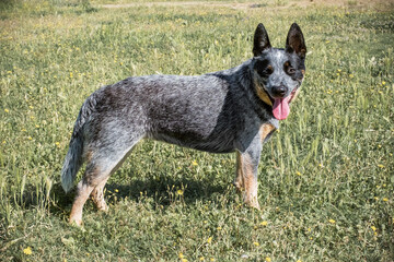 Bunji, the australian Cattle dog playing in a meadow