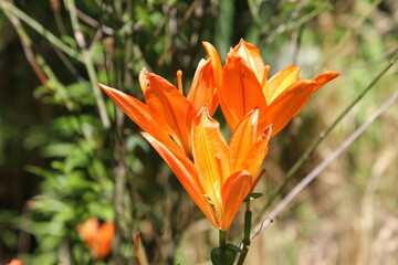 flower garden , trail, colors 
