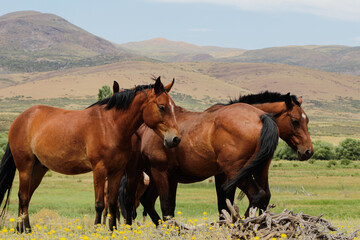 Caballos