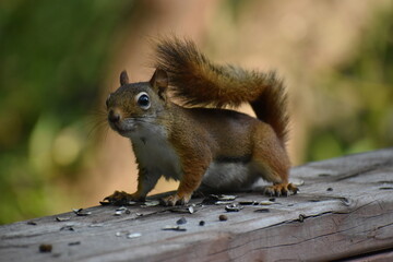 03 - Parc Maritime Nicolet 27 Juillet 2024