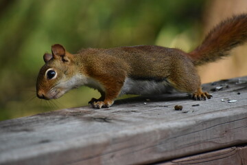 03 - Parc Maritime Nicolet 27 Juillet 2024