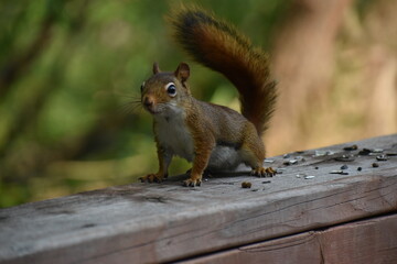 03 - Parc Maritime Nicolet 27 Juillet 2024