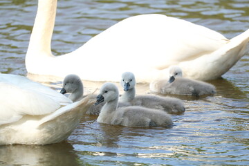 para łabędzi z młodymi  © Paulina
