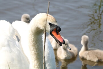 para łabędzi z młodymi  © Paulina
