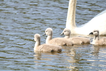 para łabędzi z młodymi  © Paulina