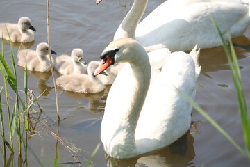 para łabędzi z młodymi  © Paulina