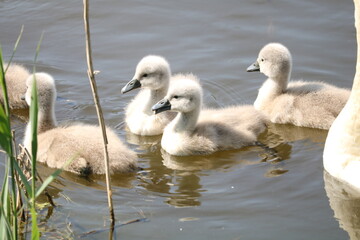 para łabędzi z młodymi  © Paulina