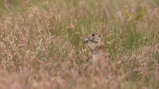 Black-tailed prairie dog (Cynomys ludovicianus) watching for danger as it feeds on a South Dakota prairie grassland, slow-motion, 1/2 natural speed