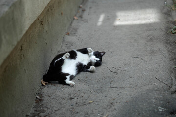 Cute cat lying on ground