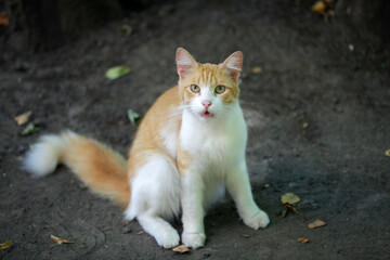 Portrait of cute red cat