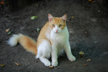 Portrait of cute red cat