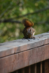 03 - Parc Maritime Nicolet 27 Juillet 2024