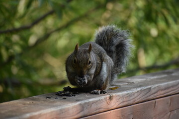 03 - Parc Maritime Nicolet 27 Juillet 2024