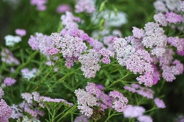Achillea millefolium in full bloom. Blooming Yarrow.