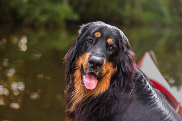 Fototapeta premium male black and gold Hovie dog hovawart he has a kind look