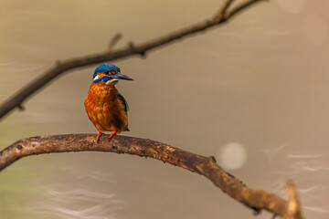 female Eurasian kingfisher (Alcedo atthis) on the branches above the river