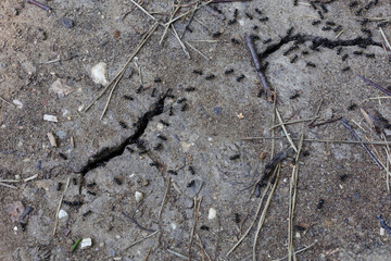 Flock of ants in cracks on the ground. Anthill.