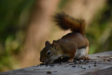03 - Parc Maritime Nicolet 27 Juillet 2024