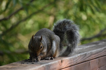 03 - Parc Maritime Nicolet 27 Juillet 2024