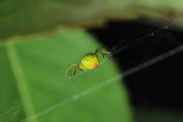 araniella cucurbitina green spider macro photo