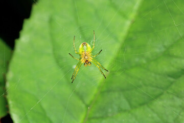 araniella cucurbitina green spider macro photo