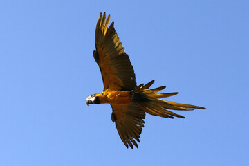 Araras de Caldas Novas - GO 