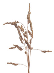 Dry grass with seeds isolated on white background, clipping path
