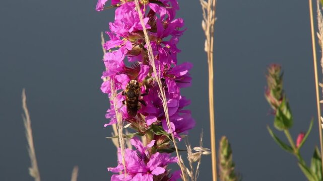wool carder bee anthidium florentinum on blooming Lythrum salicaria purple loosestrife