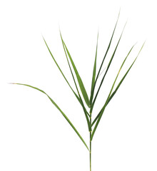 Bamboo green leaves isolated on white background