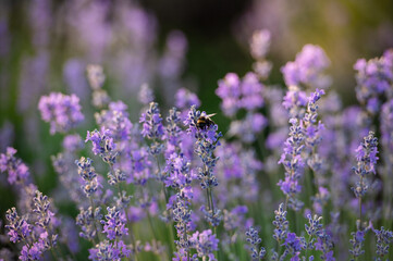 Lavender field in the summertime
