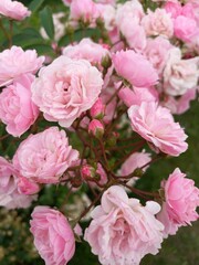 pink roses background