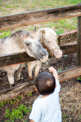 Two grey horses in nylon halter throat snap grazing grass feeding by Asian baby boy over farm...