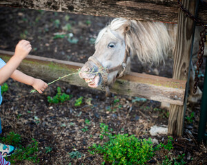 Asian baby boy and girl feeding grass to grey horse in nylon halter throat snap over farm wooden...