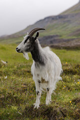 white goat on a meadow