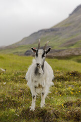 Fototapeta premium white goat on a meadow