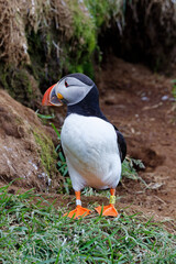 puffin