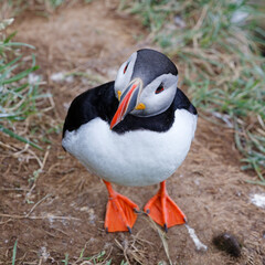puffin