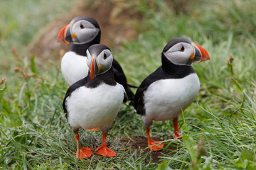 puffin