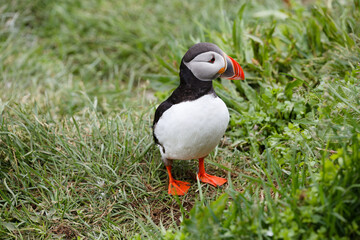 puffin