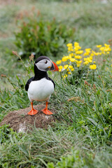 puffin