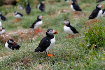 Fototapeta premium puffin