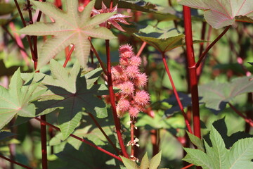 Ricinus communis, also known as castor bean or castor oil plant.