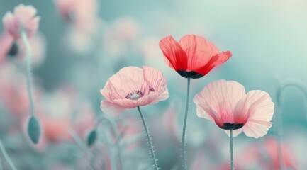 Three Poppies Against Blue Sky